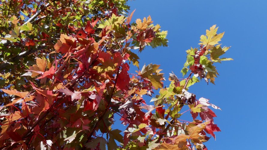 Header thumbs image