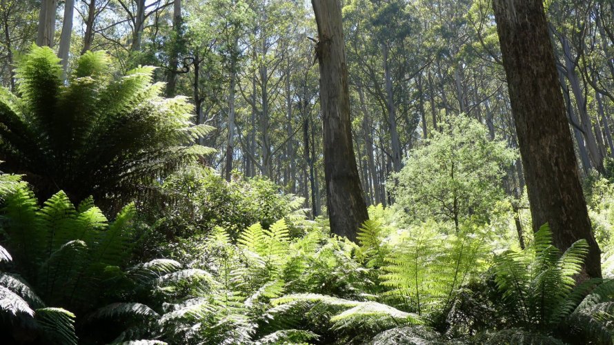 2025_Yarra_Wander020.JPG