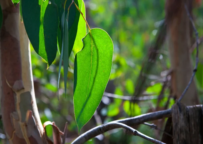 Mount Bogong Leaf.webp