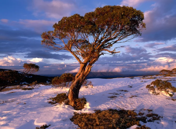 Bogong High Plains.webp