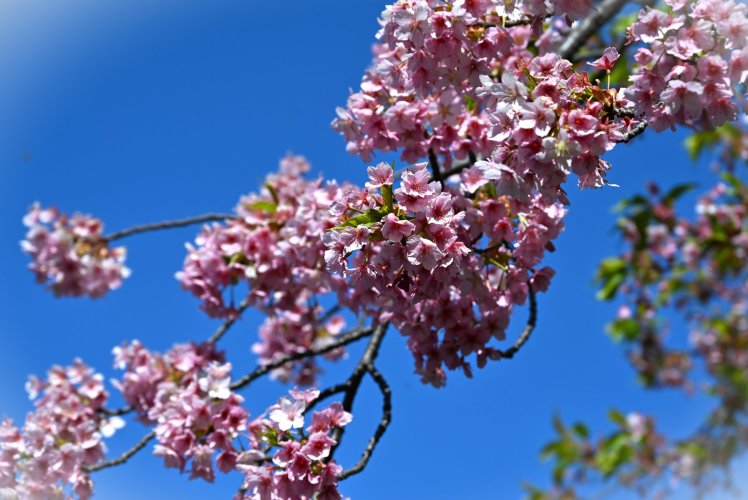 DSC_2373.JPG