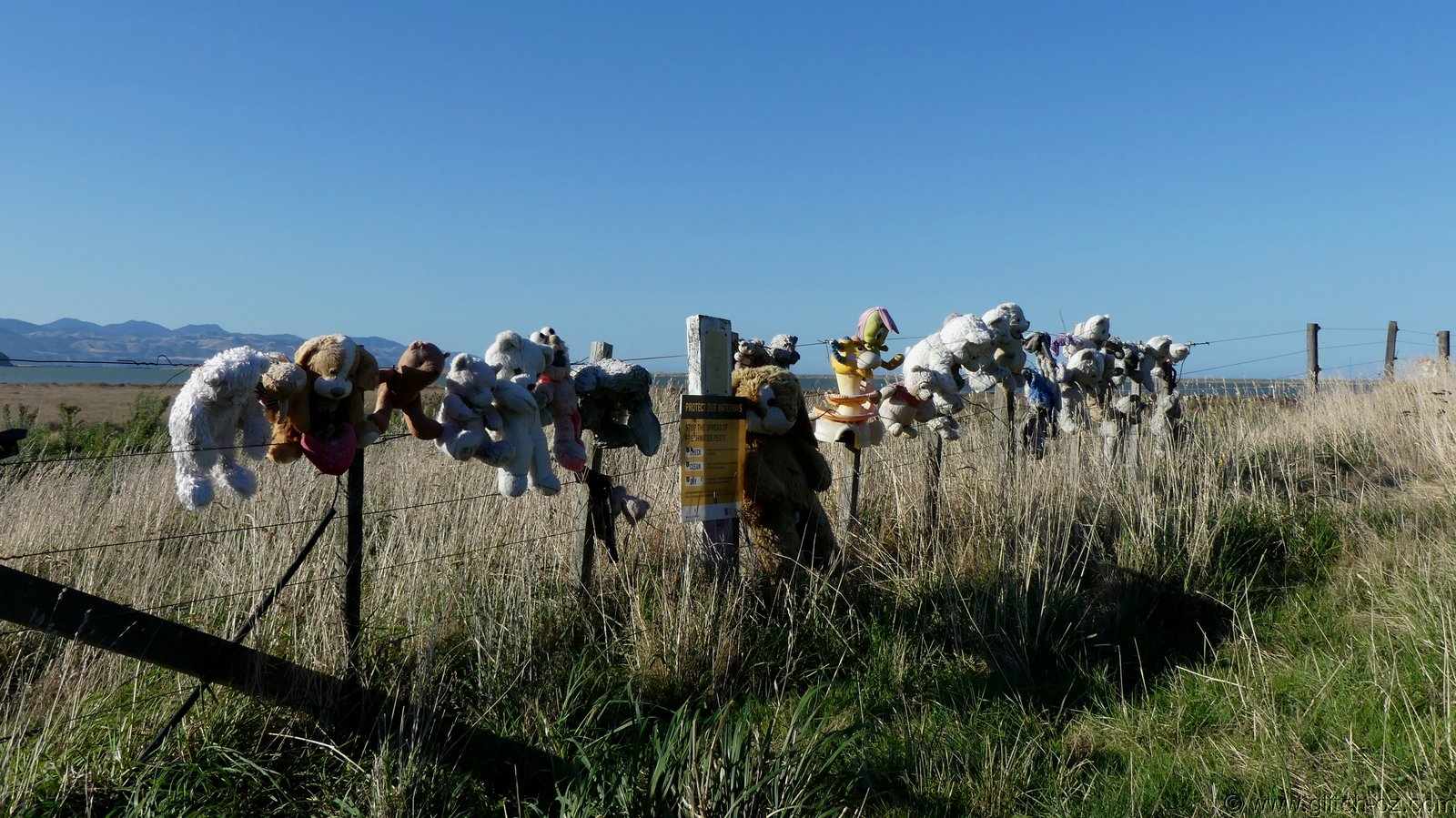 2019_Wairarapa_215.JPG