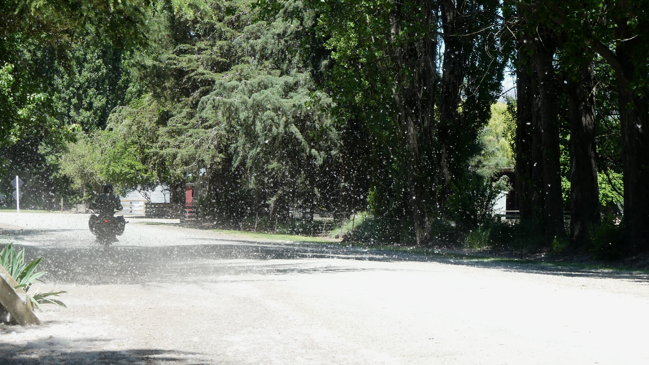 2024_NZ_SI_235.JPG